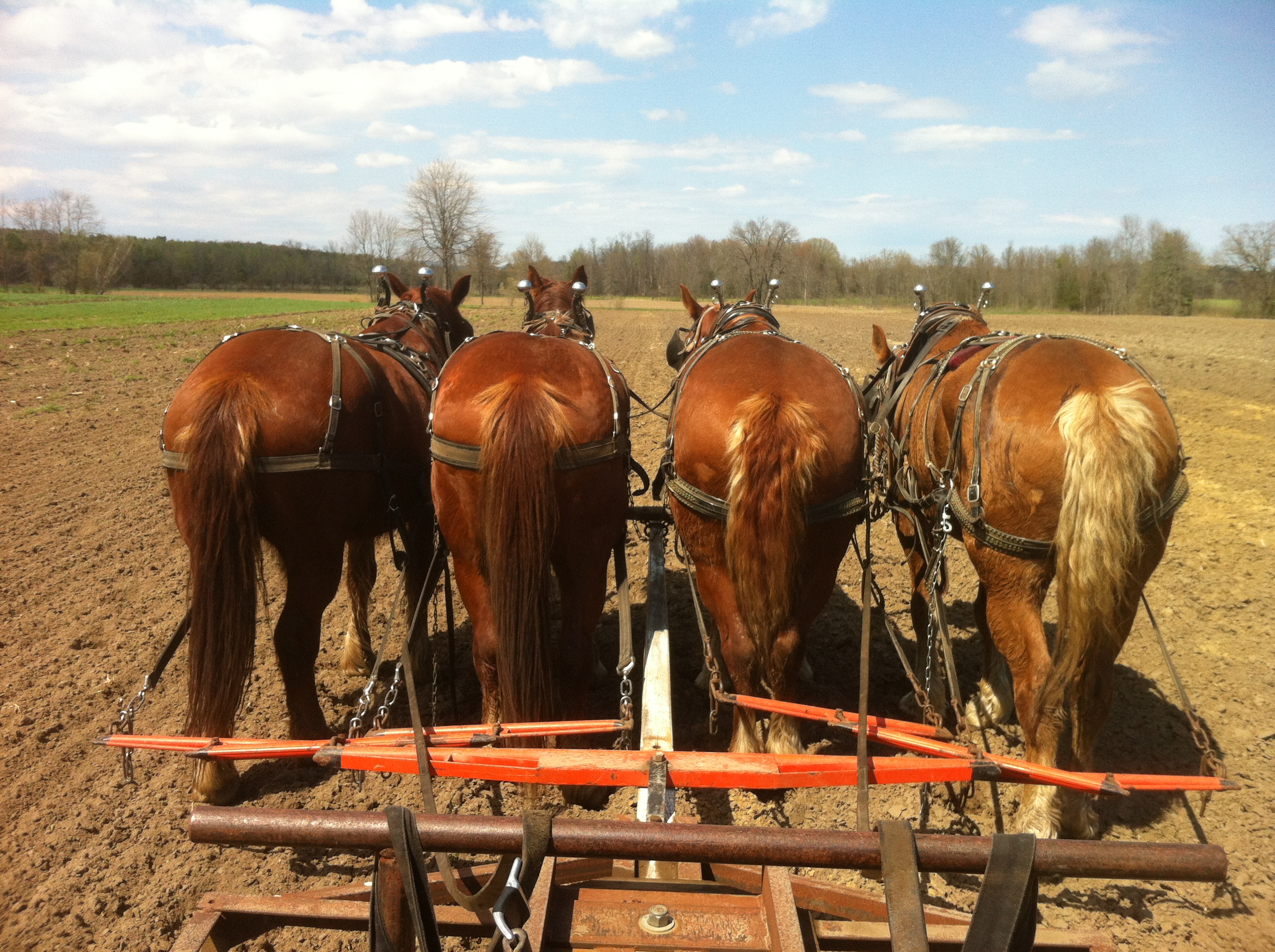 Draft horses at Essex Farm
