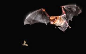 Bat about to eat a bug