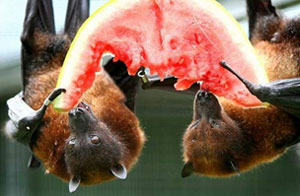 Bats eating watermelon.