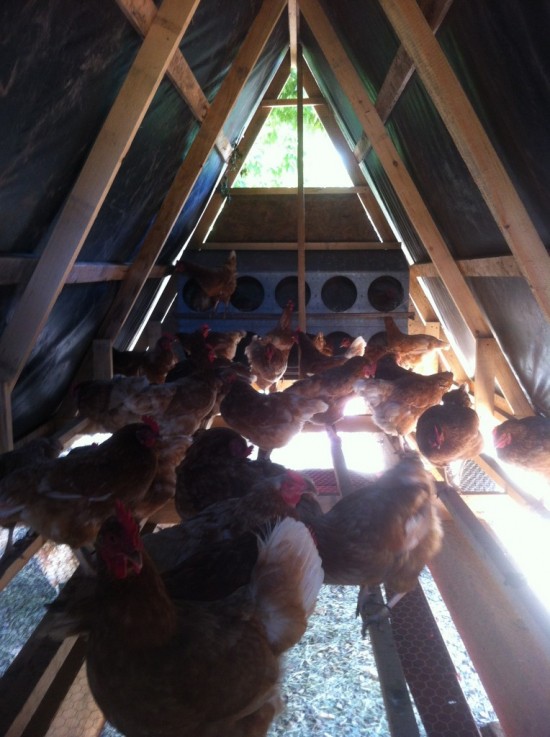 Essex Farm's chicken coop
