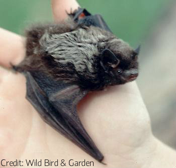 The Silver-haired Bat is one of NY's migratory tree bats. (Image courtesy of Wild Bird & Garden)