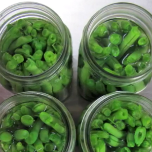 Canning Green Beans at the Grange