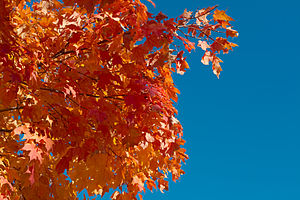 Autumn Leaves on the Adirondack Coast