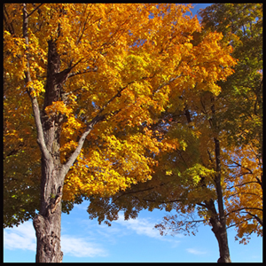 Fall Foliage in the Adirondacks