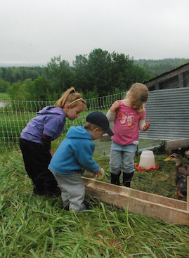 Whole Systems Thinking - Lakeside children feeding animals