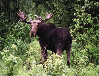 A male (bull) moose (Credit: adirondack Lifestyle)