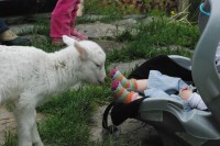 Lamb at Lakeside School saying hi to a wee one (Credit: Jen Zahorchak)