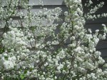 White flowering bush