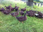 Essex Farm ducks