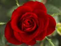 Rose (Credit: Wikipedia)