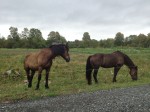 4 Reber Rock Farm draft horse pair. Moose (left) and Killian (right) are for sale, folks.
