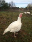 6 Reber Rock Farm turkeys are sizing up nicely.