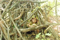 Children building a fort in the woods