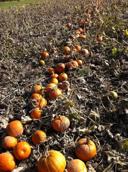 Pumpkins at Essex Farm