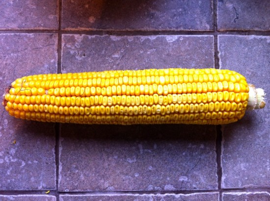 Essex Farm Corn: October, 2013 (Credit: Kristin Kimball)