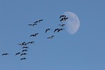 Glen Chapman snapped this picture of migrating geese and the moon as he walked into Essex.