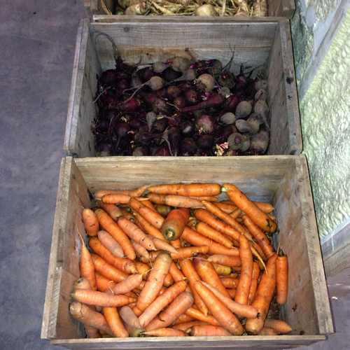 Crates of root vegetables at Full and By Farm