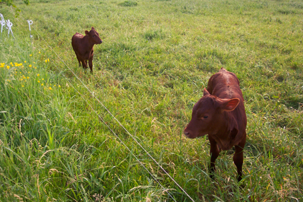 Calves at Full and By Farm (Credit: Sara Kurak)