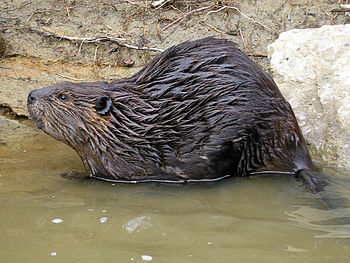 North American Beaver (Credit: Wikipedia)