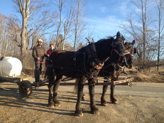 RRF draft horses pulling a cart with sugar sap (Credit: Racey Bingham)