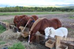 RRF horses enjoying some fresh hay (Credit: Racey Bingham)