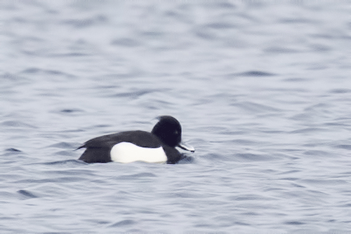 Photograph of a Tufted Duck, Essex, NY (Photo: Larry Master)