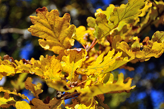 Oak leaves [Photo credit: Steve Slater (Wildlife Encounters)]