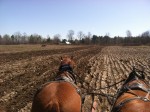 Reber Rock Farm draft horses pulling