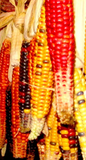 Painted Mountain corn drying for later use in colorful cornbread (Photo: Dillon Klepetar)