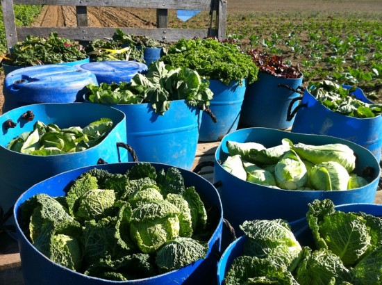 Buckets of summer veggies at Essex Farm! (Credit: Kristin Kimball)