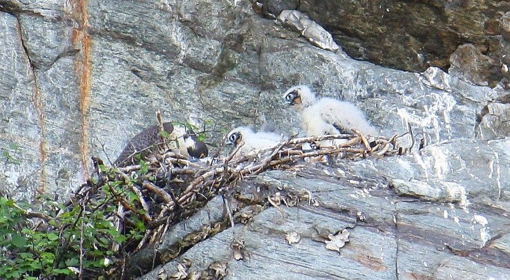 Opsrey and chicks seen at the Palisades (Credit: Elizabeth Lee)