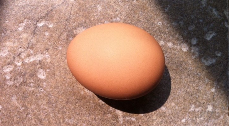 A fresh egg at Essex Farm (Credit: Kristin Kimball)