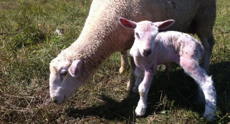 A surprise summer lamb and its mother at Essex Farm (Credit: Kristin Kimball)