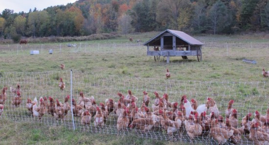 Chickens at Full and By Farm