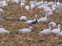Snow Geese on the ground foraging (Credit: Eve Ticknor)