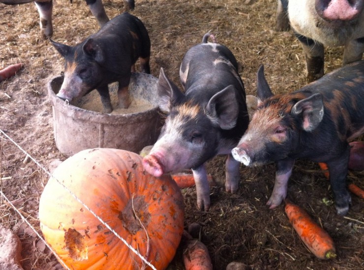 Piglets and pumpkins at Essex Farm (Credit Kristin Kimball)