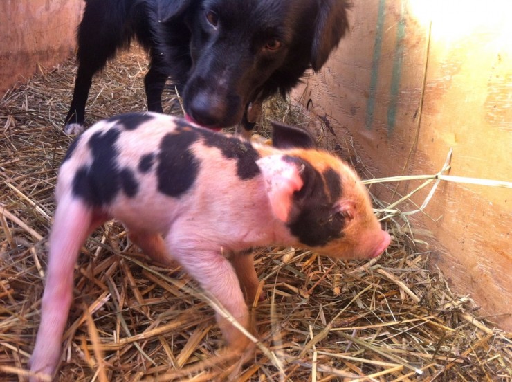 Pancake the piglet and Mary the dog (Credit: Kristin Kimball)