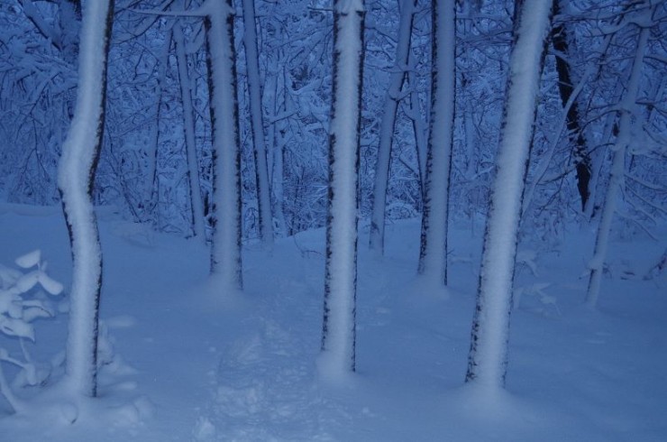 Snow covered forest (Credit: CATS)