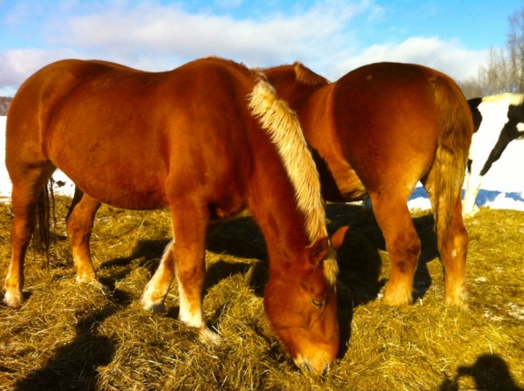 Horse on Essex Farm - Jan. 2015 (Credit: Kristin Kimball)