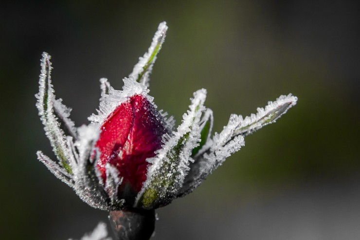 Snow Rose (Credit Pixabay)