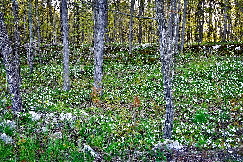 May Flowers (Credit: Judith-Irven via Lake Champlain Committee)