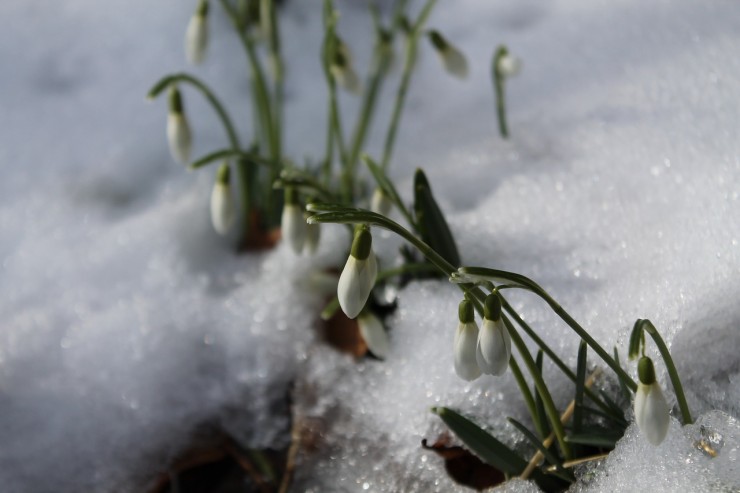 Snowdrops in the snow (Credit; Pixabay)