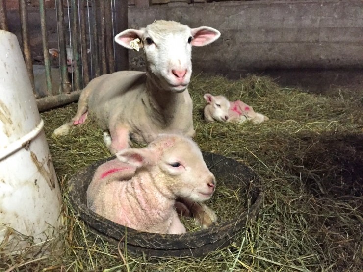 First set of lambs born at Essex Farm this year. (Credit: Kristin Kimball)