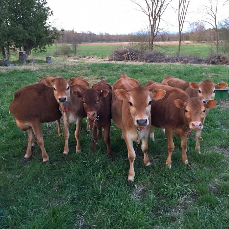 Calves on Essex Farm, spring 2015 (Credit: Kristin Kimball)