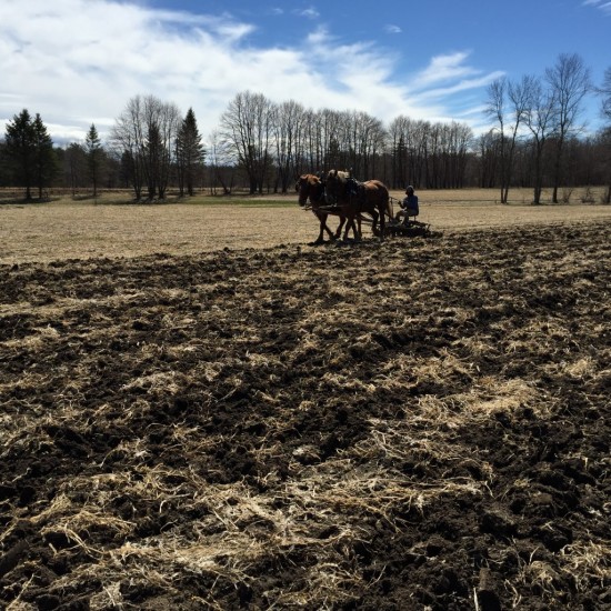 Readying the fields for planting at Essex Farm (Credit: Kristin Kimball)