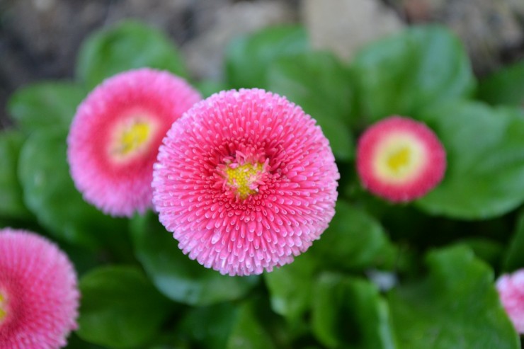 Perennial Flower (Credit: Pixabay)