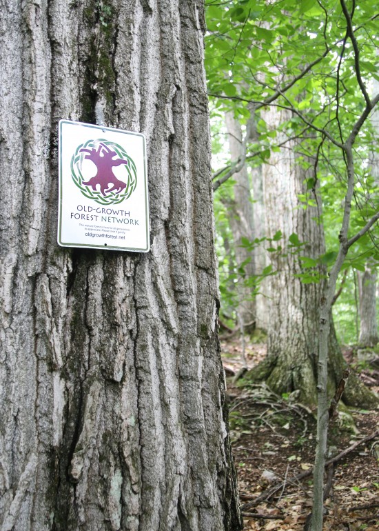Old- Growth Forest Network Sign and Tree (Credit: Jamie Phillips)