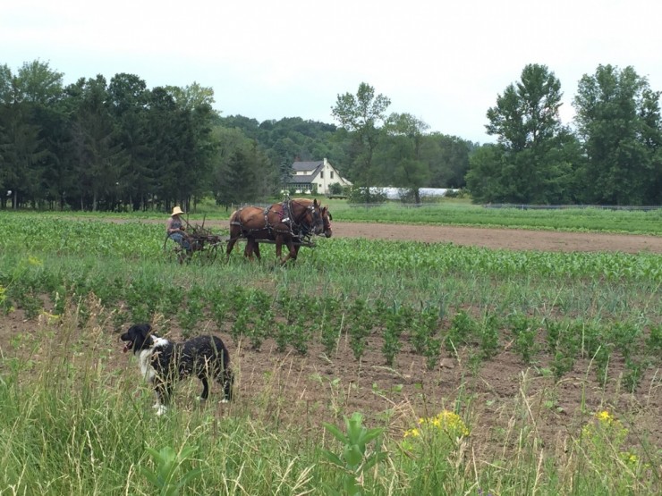 Cultivating a field with the draft horses at Essex Farm. (Credit: Kristin Kimball)
