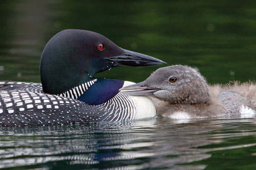 Loon and baby