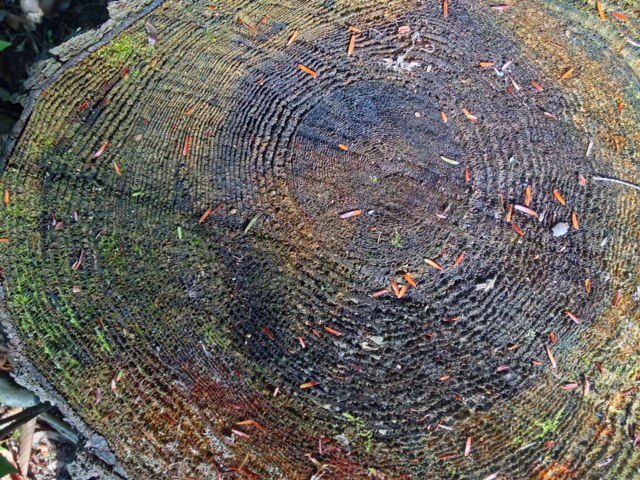 Hemlock stump (Credit: Bill Amadon)
